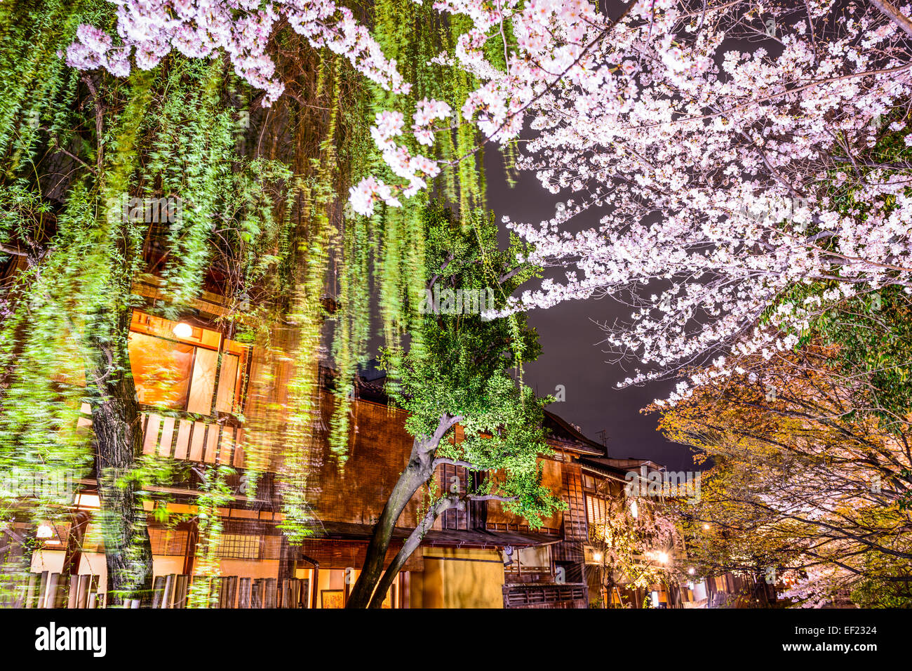 Il fogliame di primavera a Kyoto, in Giappone a notte. Foto Stock