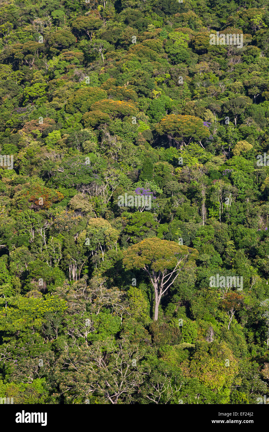 Immagine aerea di una foresta pluviale, Venezuela. Foto Stock