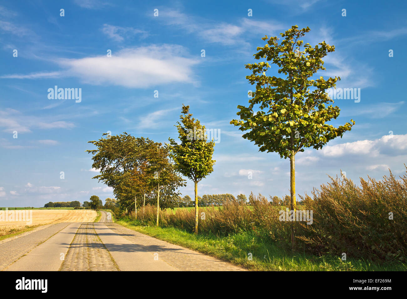 Paesaggio con una strada attraverso un campo Foto Stock