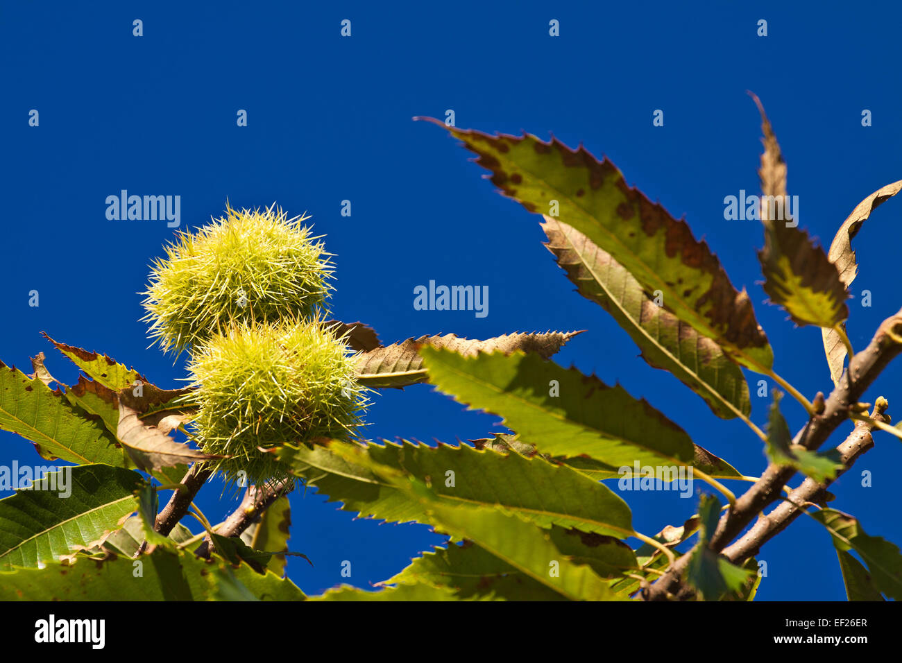 Dettaglio di un albero di castagno. Foto Stock