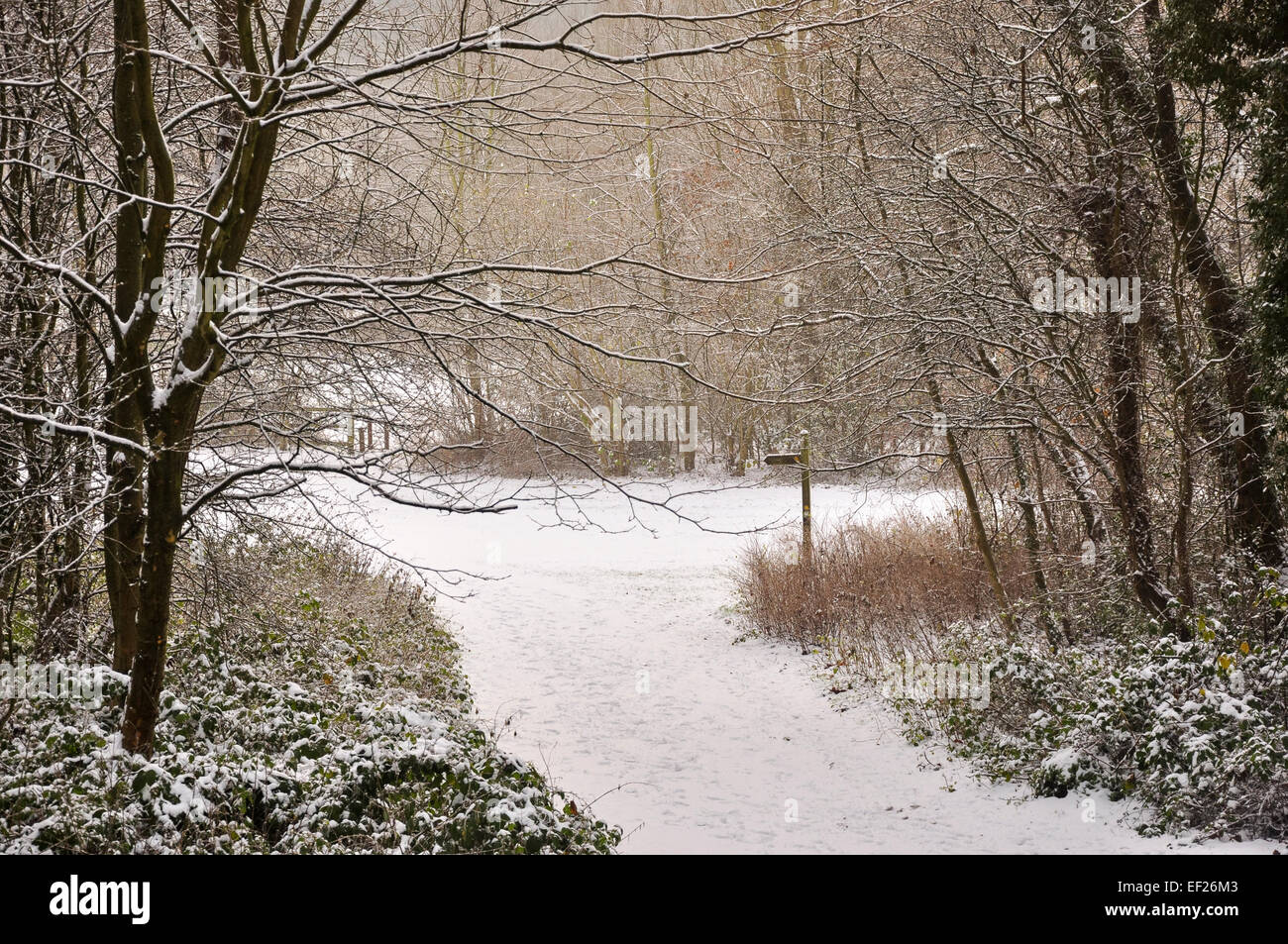 Alberi innevati e il sentiero segno a Lymefield nel villaggio di Broadbottom in Tameside. Foto Stock