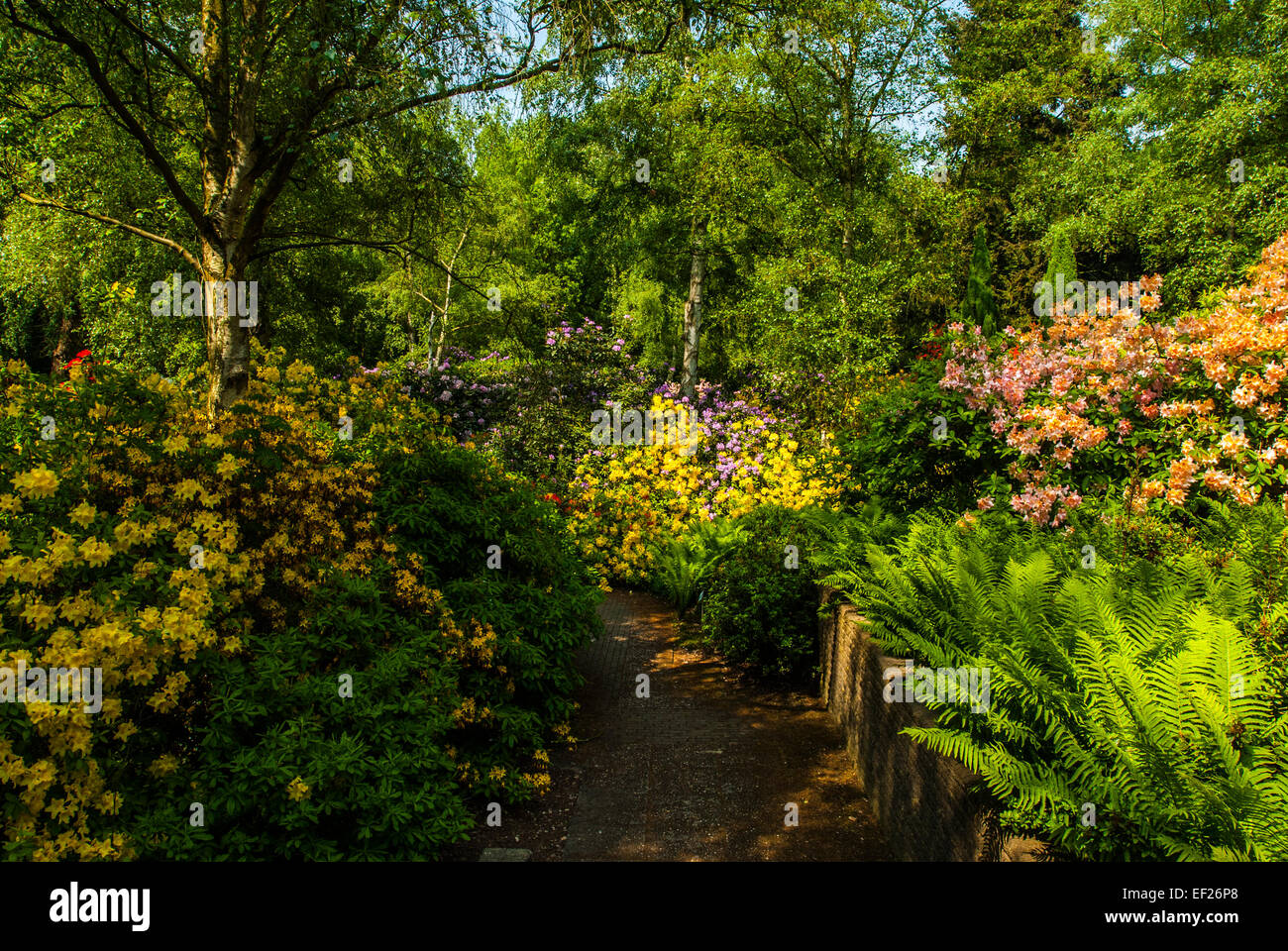 Giardino scena con cespugli fioriti e alberi a sbalzo Foto Stock