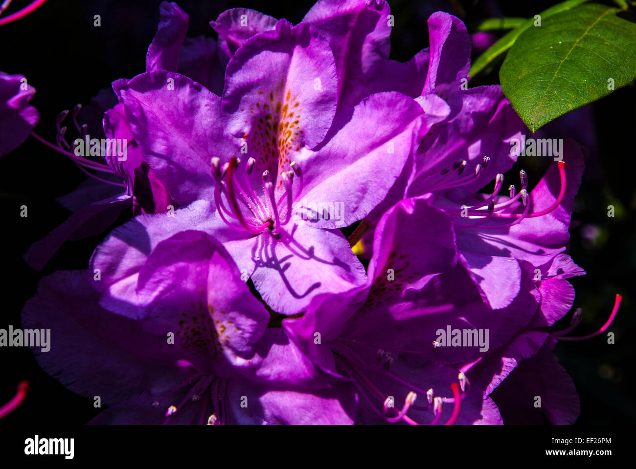 Close up viola fiori di rododendro Foto Stock