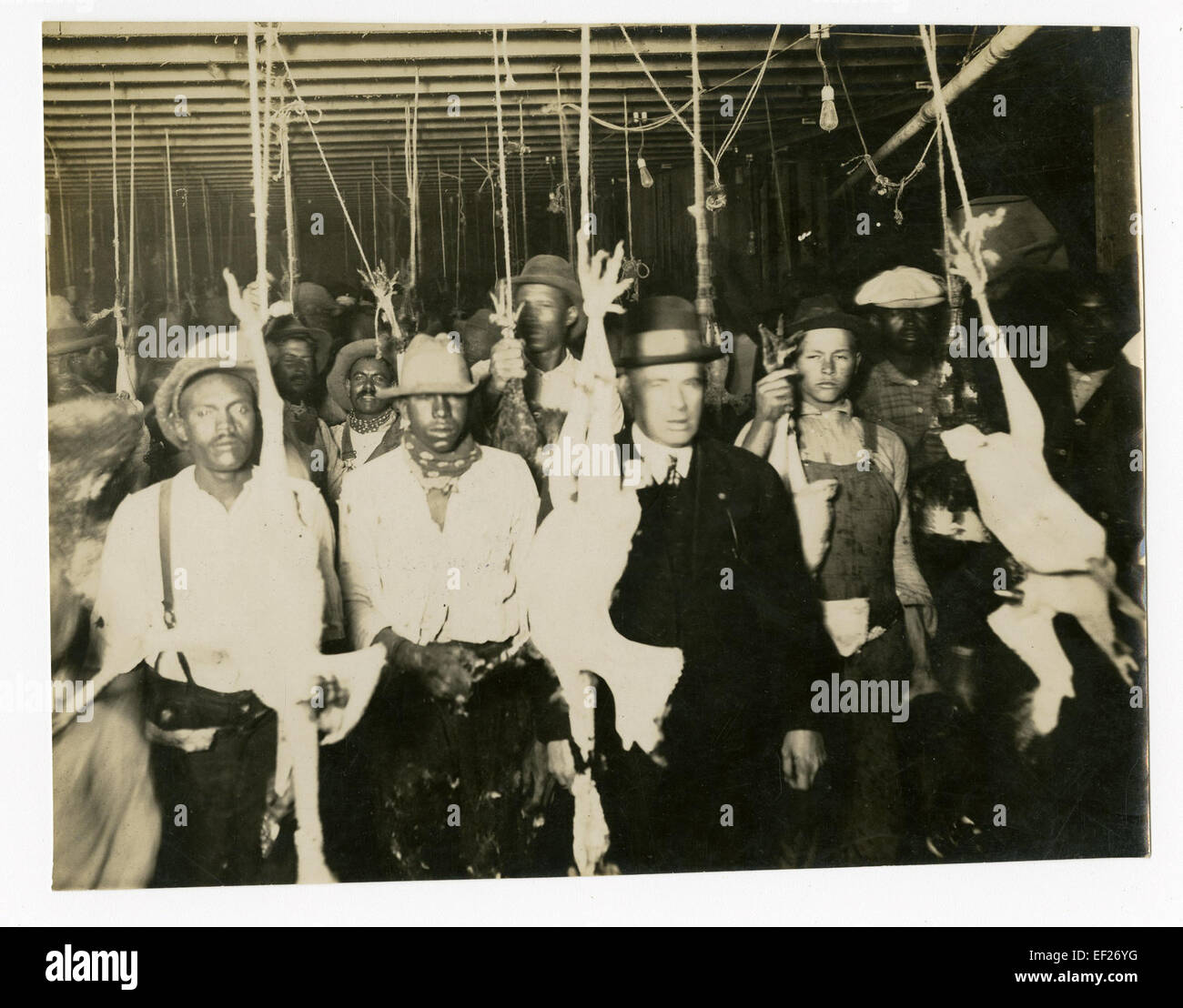 Lo stabilimento di confezionamento della turchia a Cuero, Texas, era una parte fondamentale dell’economia agricola della regione. I lavoratori sono stati coinvolti nel processo di raccolta della turchia, essenziale per soddisfare la domanda di produzione di pollame. Foto Stock