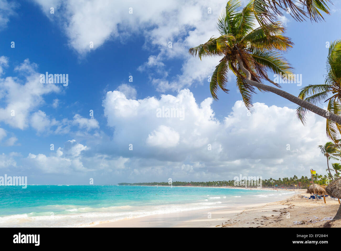 Palm Tree sulla spiaggia sabbiosa. Costa dell'Oceano Atlantico, Repubblica Dominicana Foto Stock