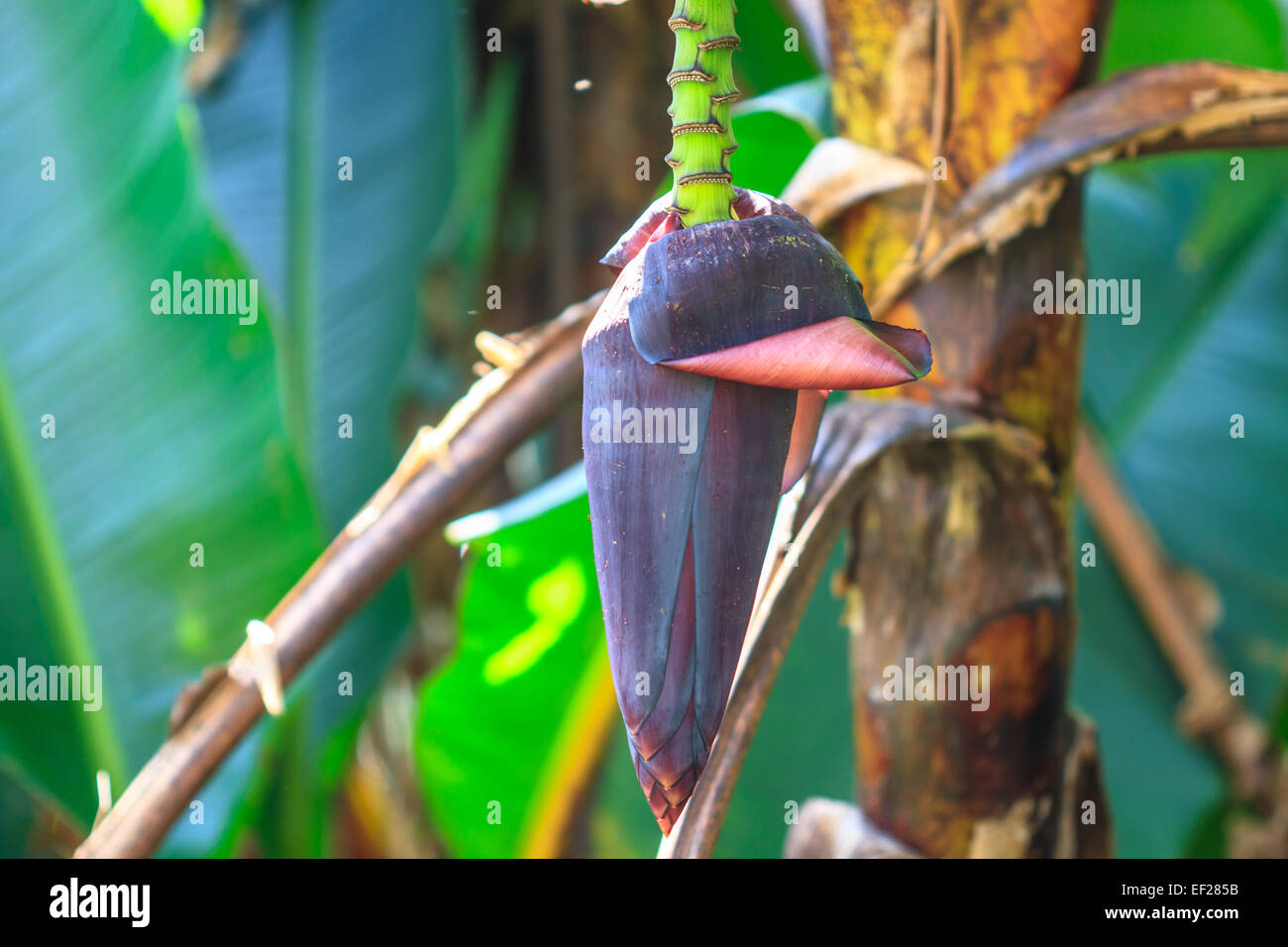 Banana blossom e banane mazzetto sulla struttura ad albero Foto Stock