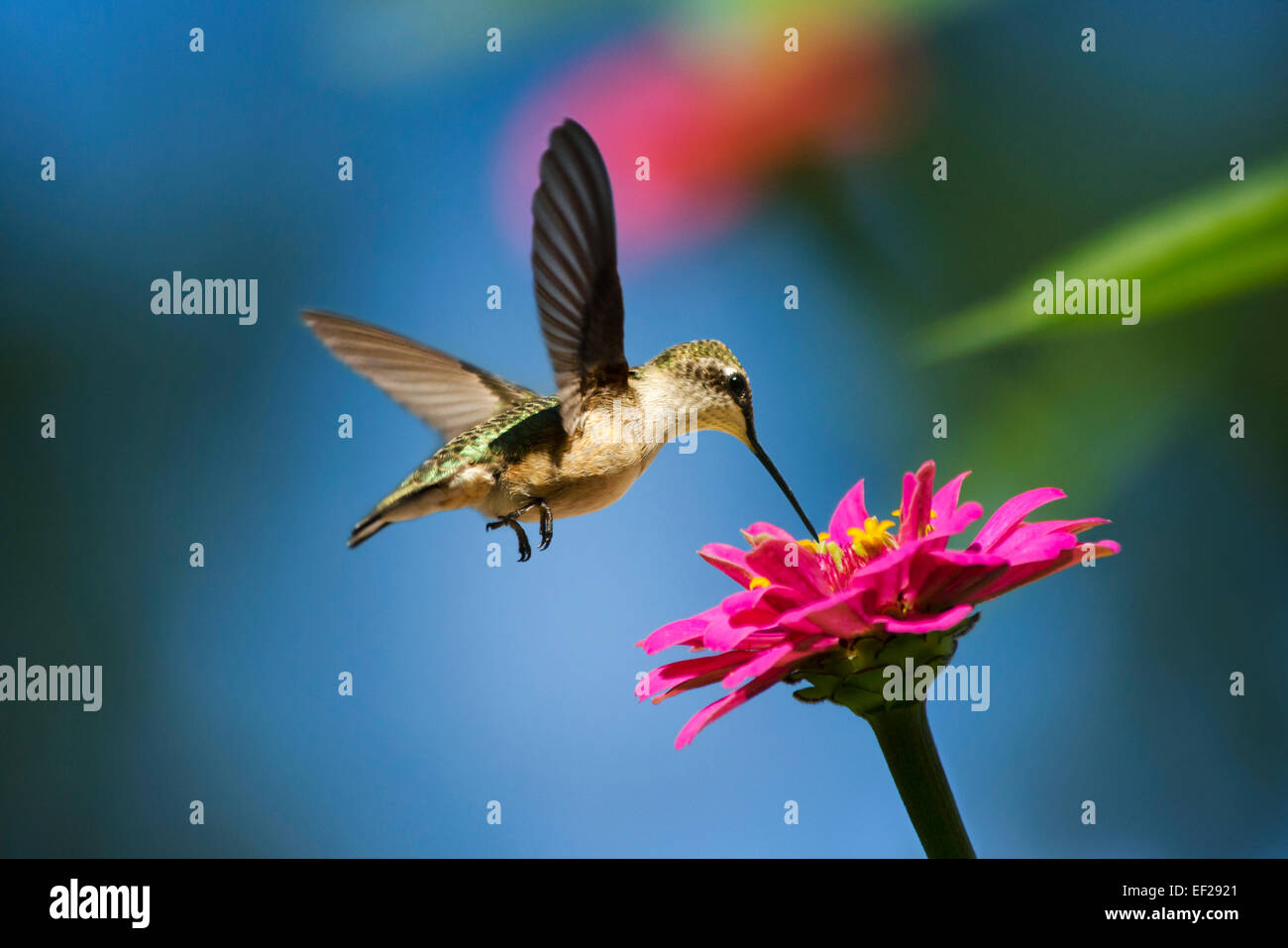 Ruby throated hummingbird in volo su alimentazione rosa zinnia fiore. Foto Stock