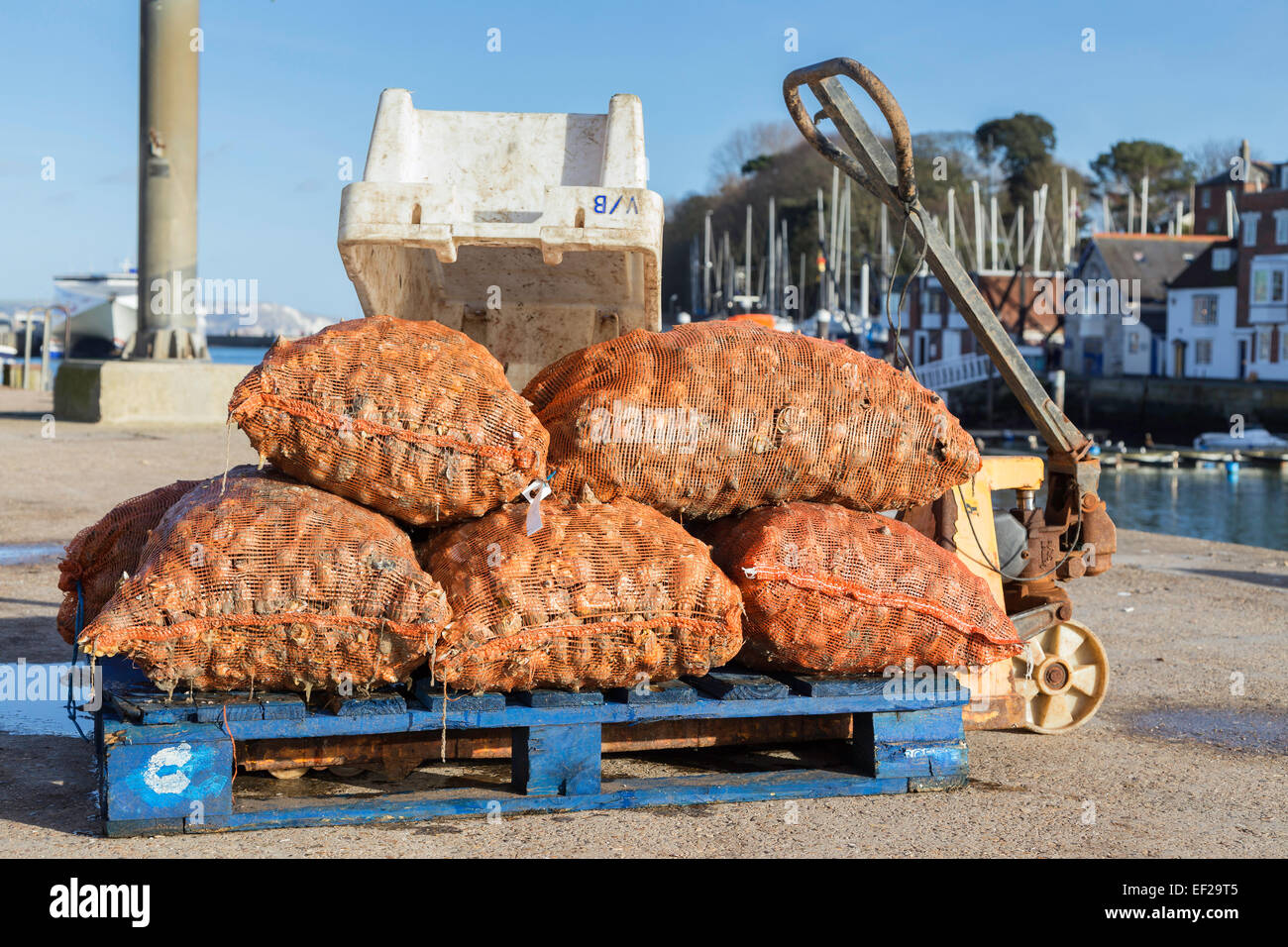 Sacchetti di conchiglia su un pallet di legno a Weymouth Harbour in attesa di essere consegnati e venduti a. Foto Stock