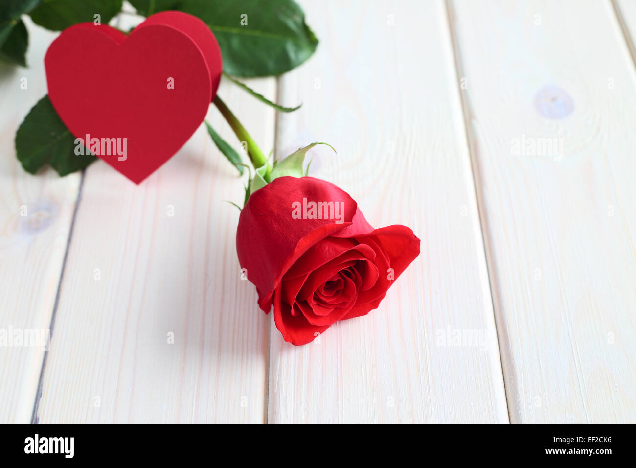 Carta e rosa rossa per san valentino immagini e fotografie stock ad alta  risoluzione - Alamy
