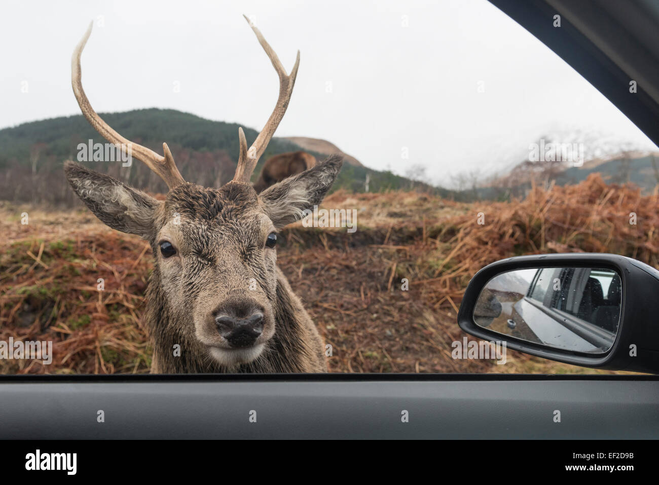 Deer guardando attraverso la finestra Auto in Glen Etive, Highlands scozzesi, Scozia Foto Stock