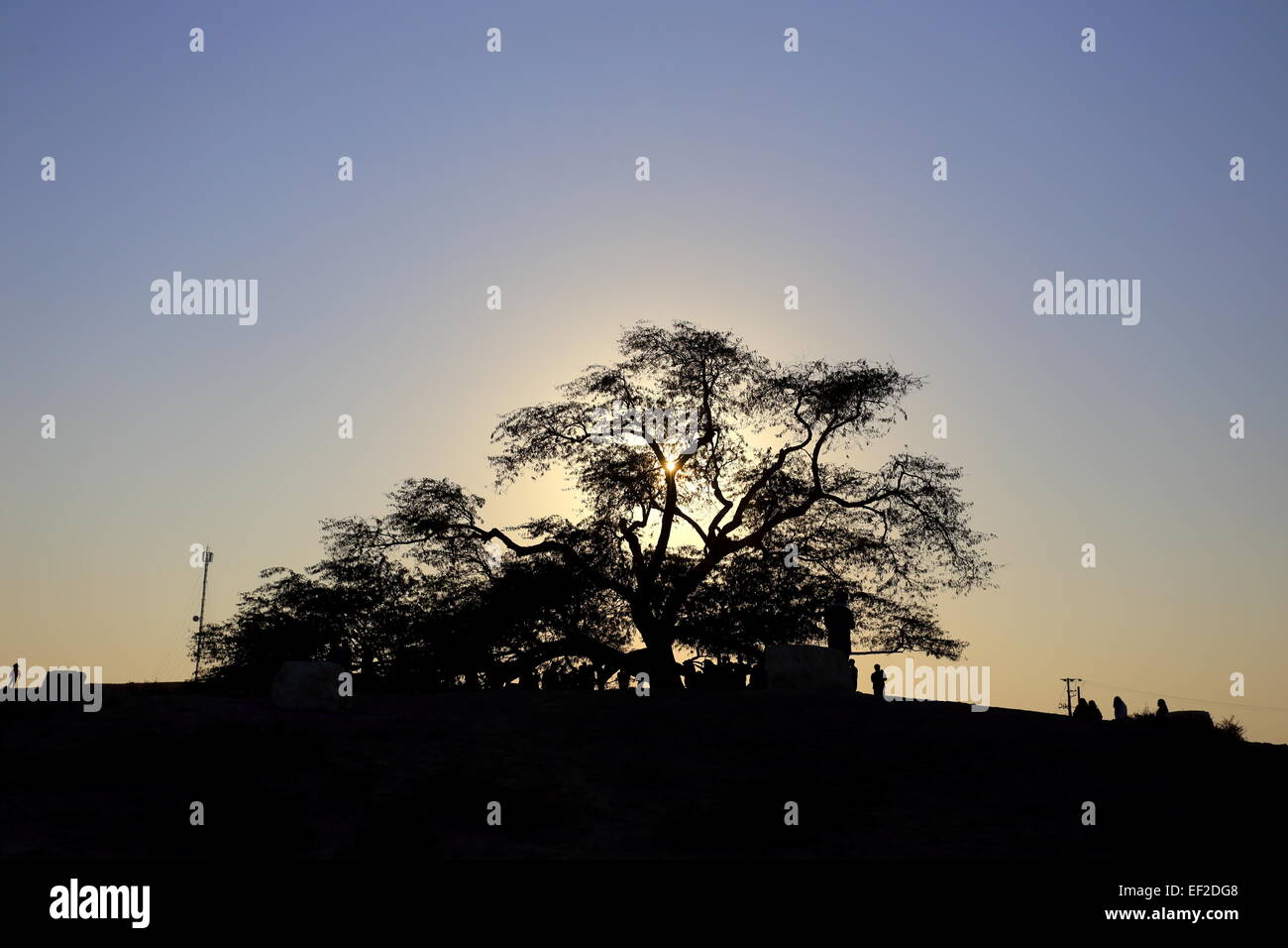 Le persone che visitano l'albero della vita, specie (Prosopis cineraria), al tramonto, Regno del Bahrein Foto Stock