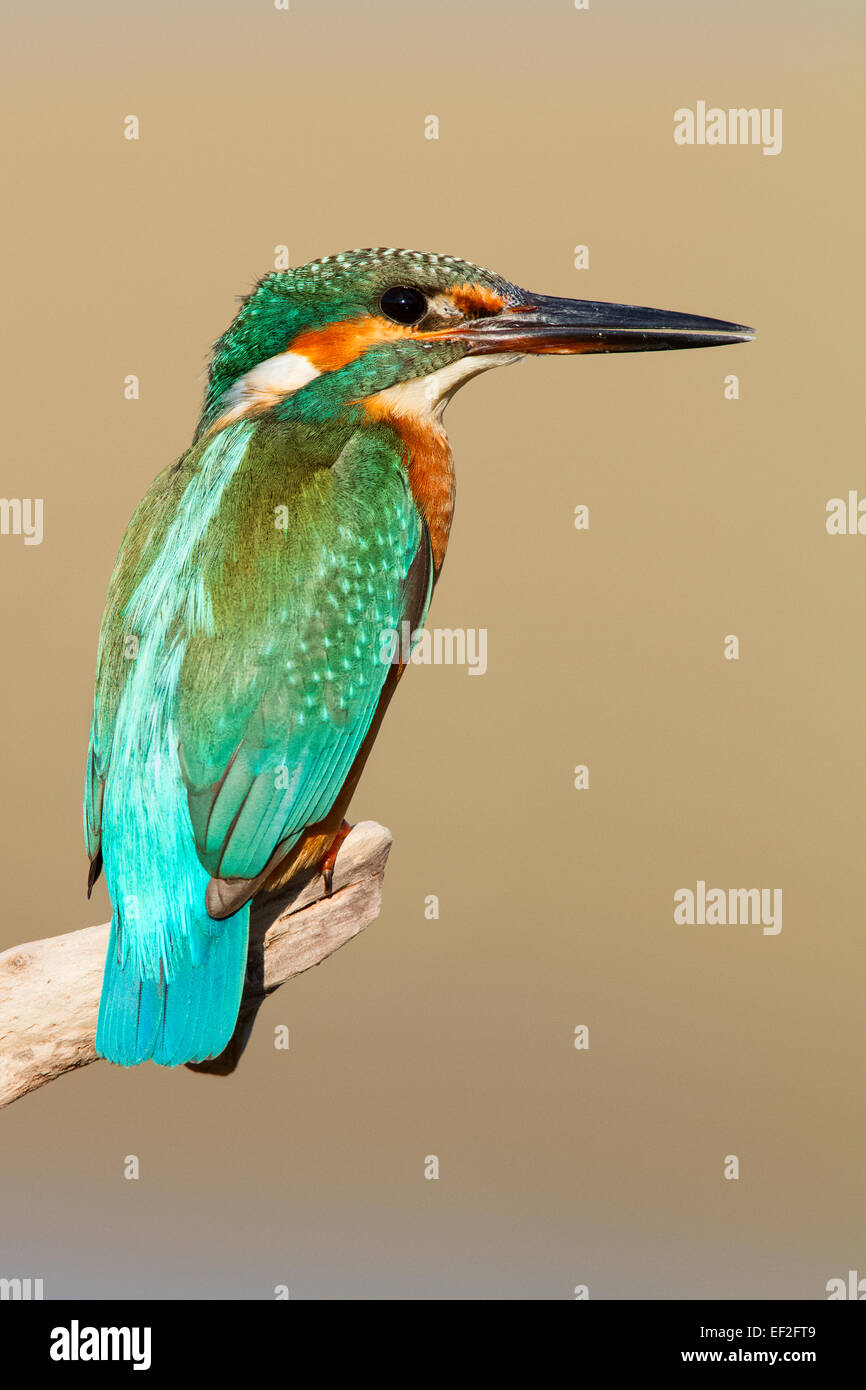Common Kingfisher (Alcedo atthis) Foto Stock