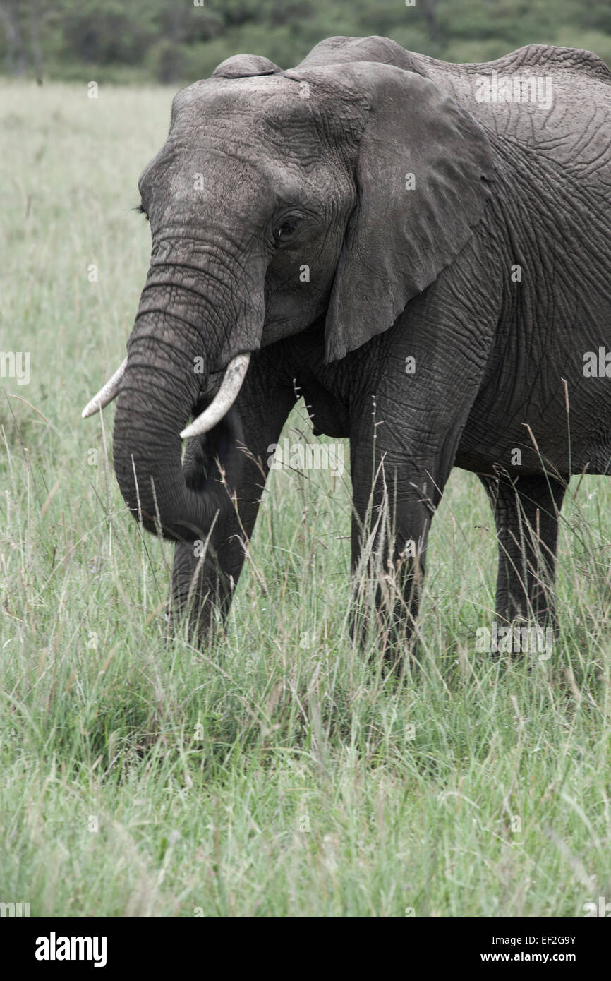 L'elefante nella savana dell Africa Foto Stock