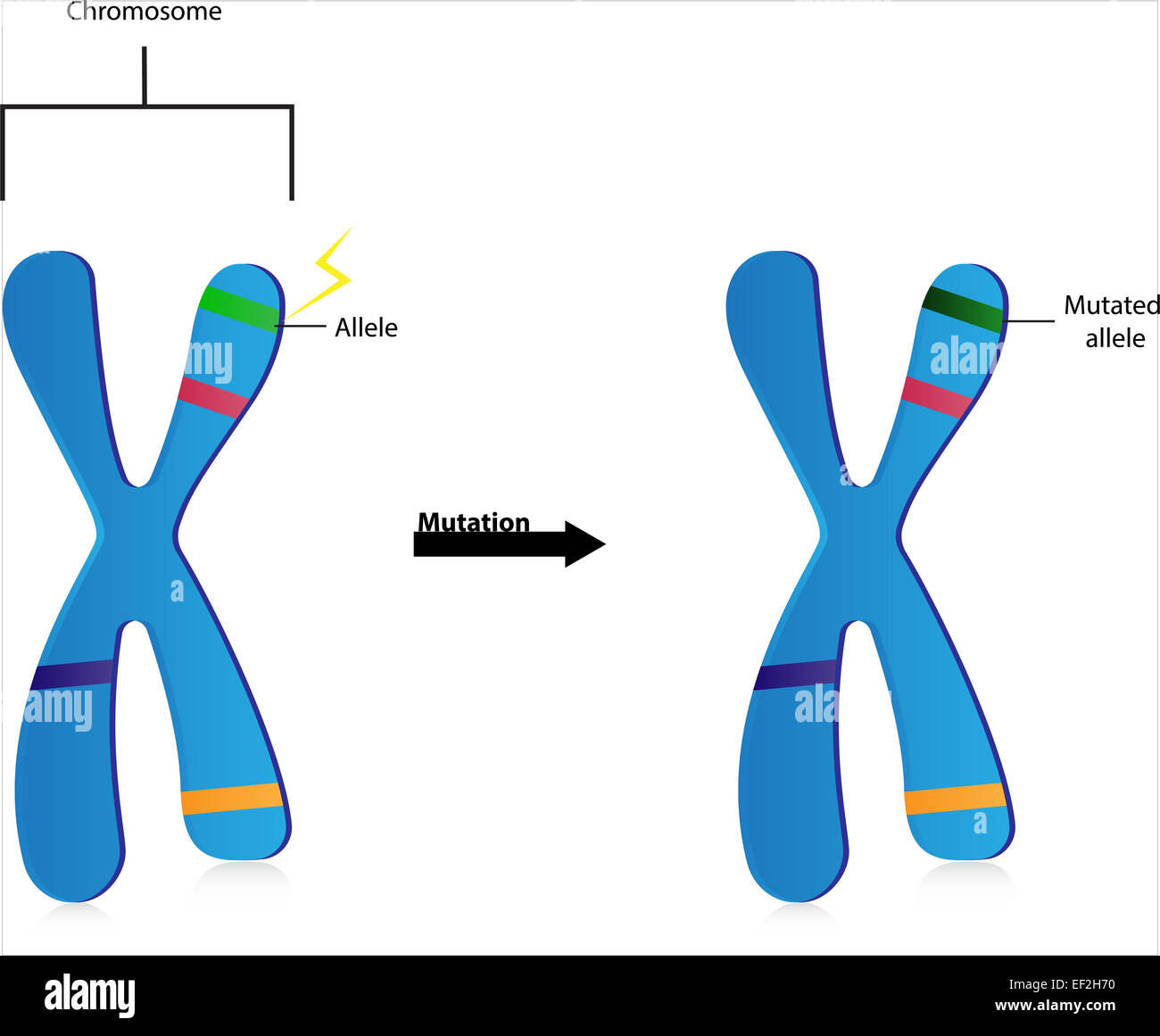 Mutazione del gene Foto stock Alamy Mutazione del gene Foto stock Alamy
