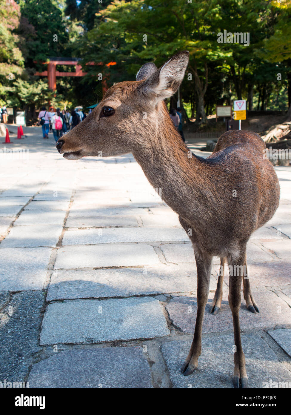 Nara deer closeup Foto Stock