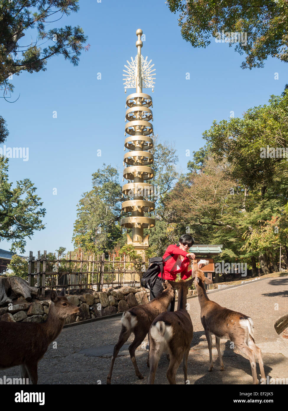 Alimentazione donna cervi nel Parco di Nara Foto Stock