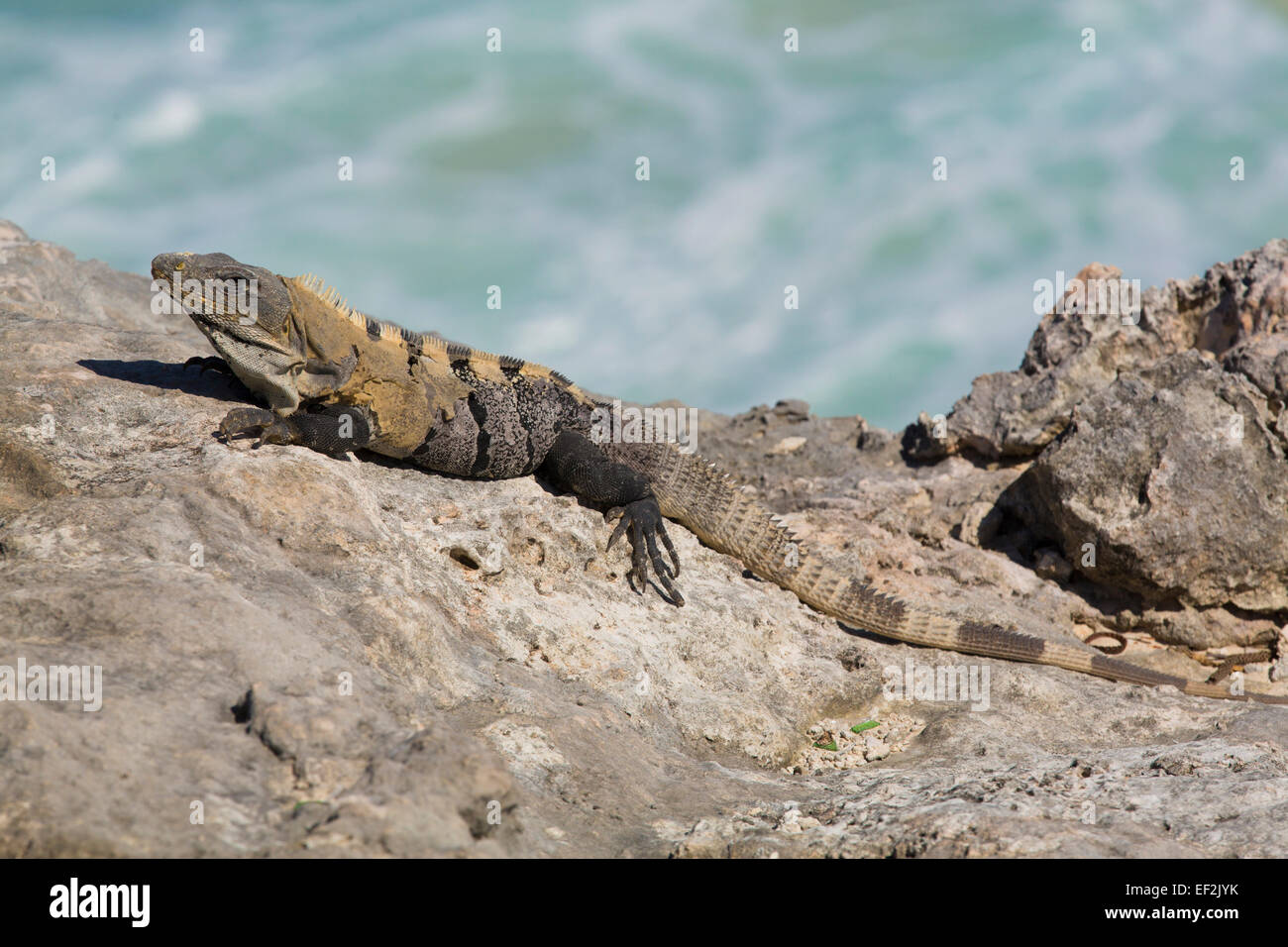 Spinosa nero-tailed Iguana (Ctenosaura similis), Punta Sur, Isla Mujeres, Quintana Roo, Messico Foto Stock