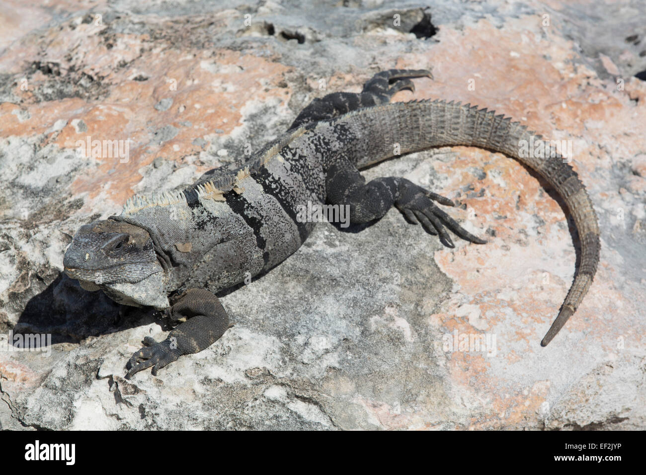 Spinosa nero-tailed Iguana (Ctenosaura similis), Punta Sur, Isla Mujeres, Quintana Roo, Messico Foto Stock