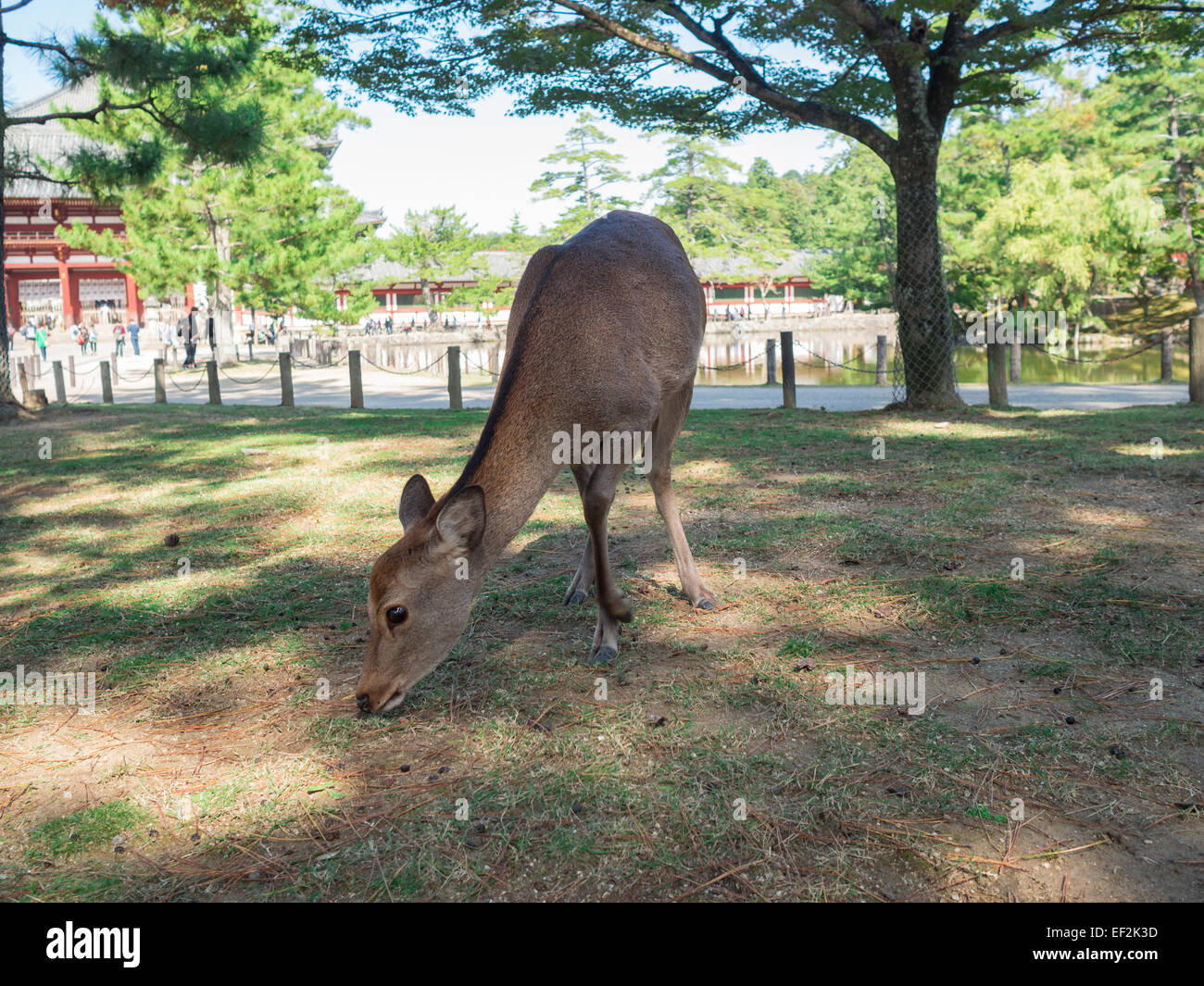 Cervi di Nara Foto Stock