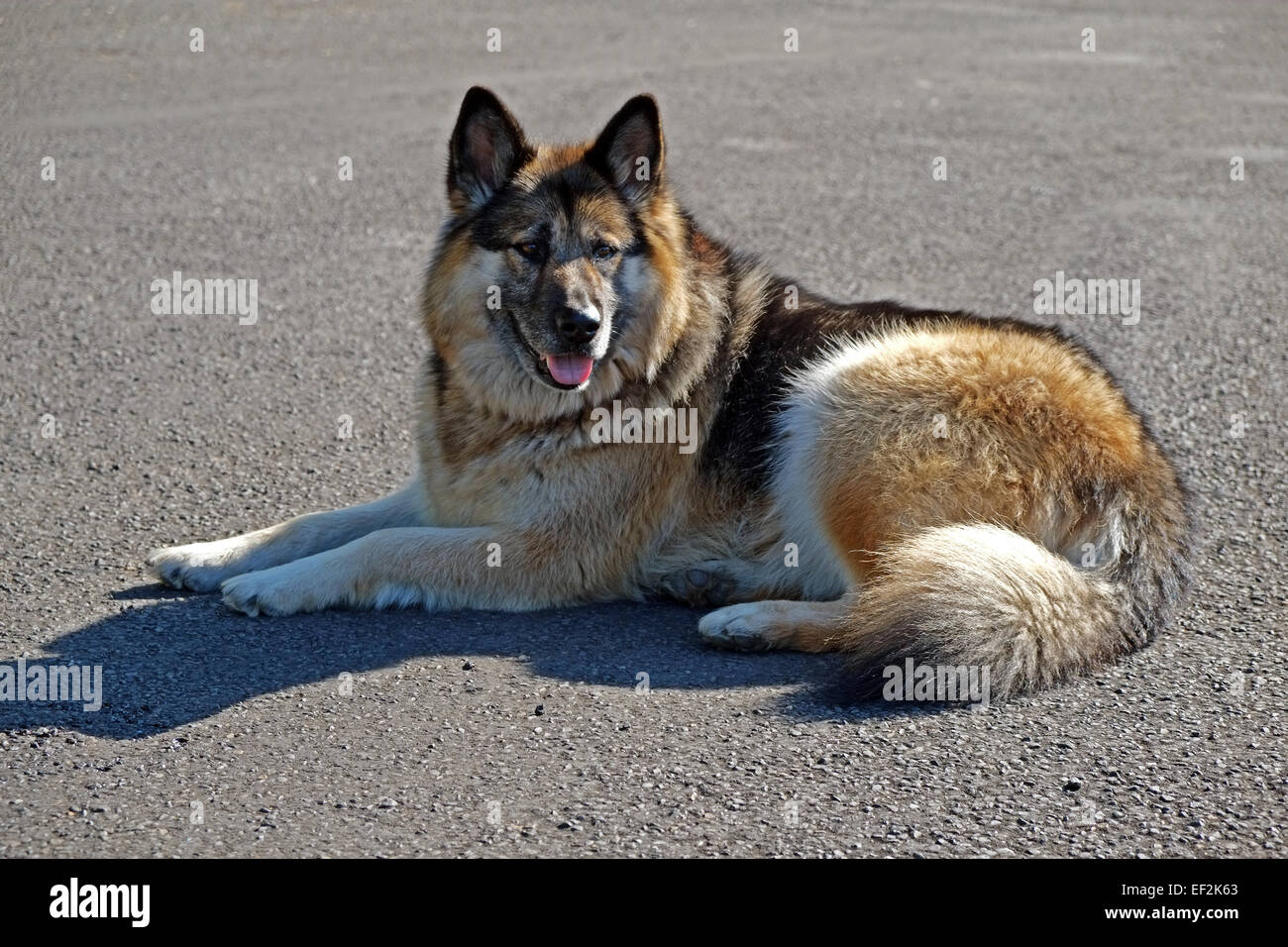 Alsation o tedesco Shepard cross-breed cane crossbreed rilassarsi su una strada asfaltata in Irlanda Foto Stock