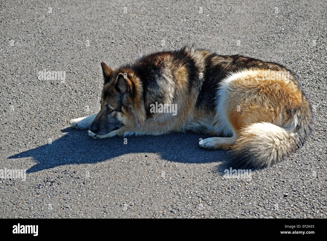 Alsation o tedesco Shepard cross-breed cane crossbreed rilassarsi su una strada asfaltata in Irlanda Foto Stock