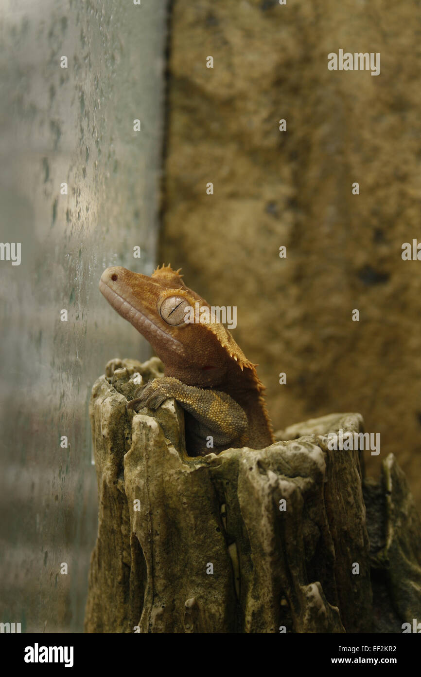 Voce maschile crested gecko inserimenti testa fuori della pelle artificiale Rhacodactylus ciliatus / Correlophus ciliatus Foto Stock