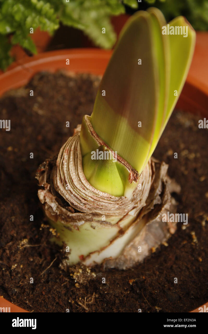 Chiudere l immagine del amaryllis flower bud Hippeastrum Foto Stock