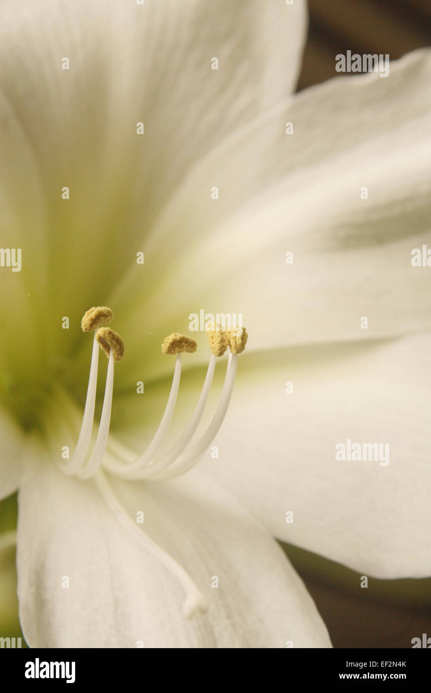 Chiusura del bianco fiore amaryllis Hippeastrum Foto Stock