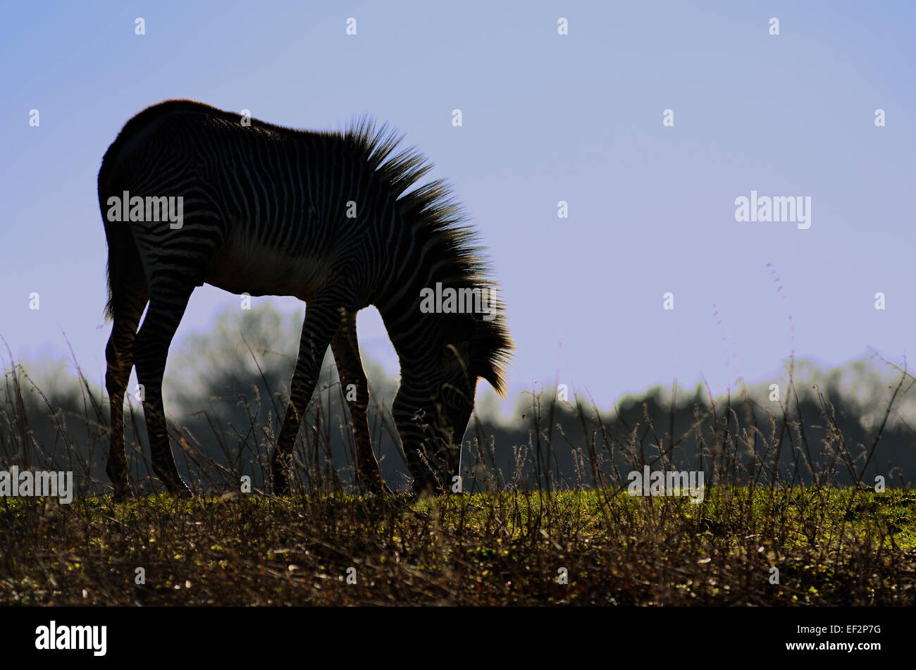Zebra silhouette di alimentazione Foto Stock