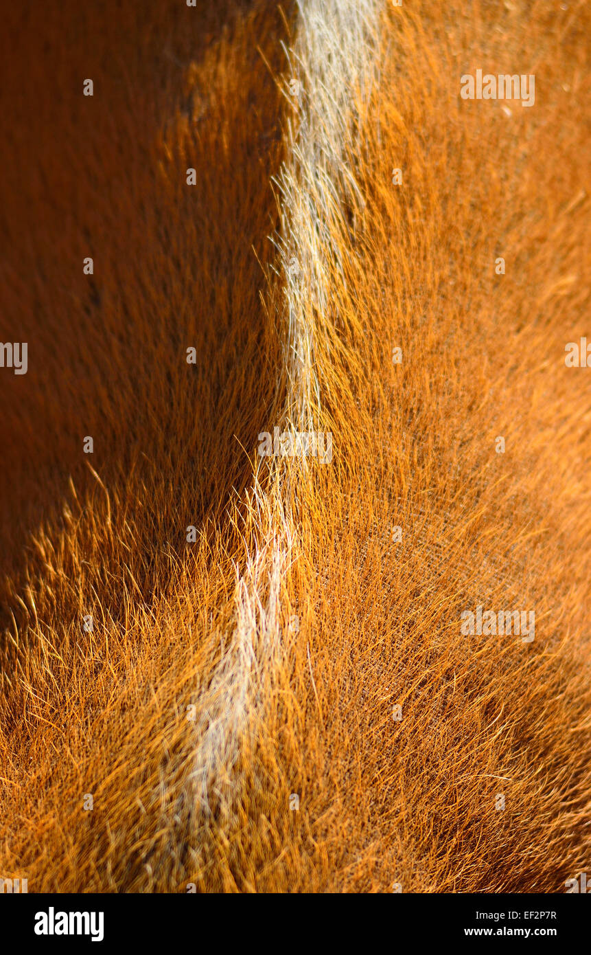 I capelli e la cresta retro marcatura sul Red River Hog (Potamochoerus porcus) Foto Stock
