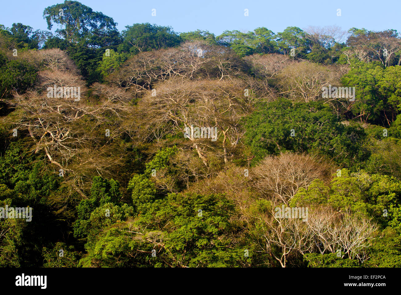 La foresta pluviale nella stagione secca, parco nazionale di Soberania, Repubblica di Panama. Foto Stock