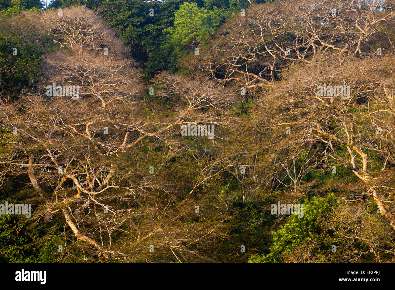 La foresta pluviale nella stagione secca, parco nazionale di Soberania, Repubblica di Panama. Foto Stock