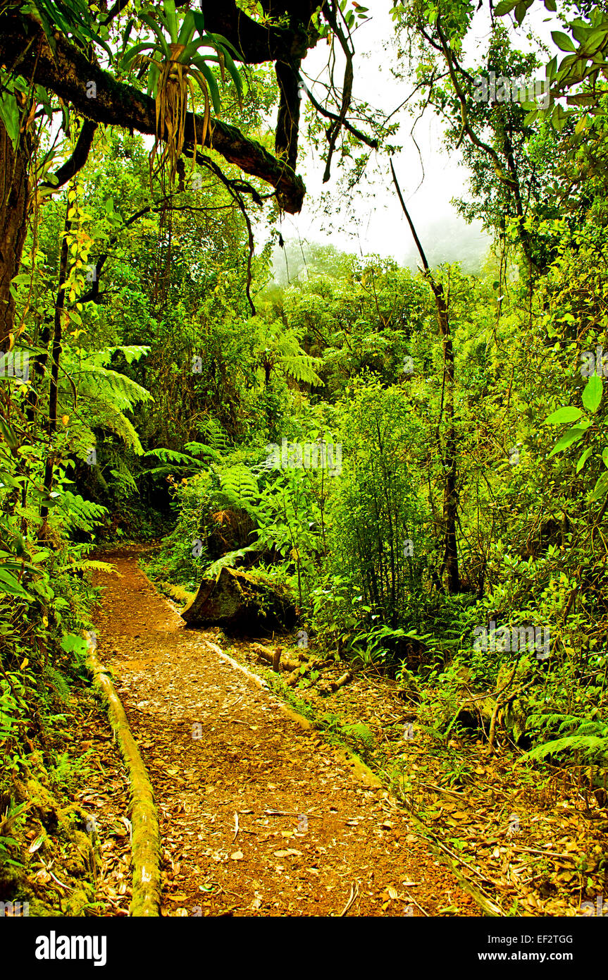 Il sentiero conduce attraverso la giungla vicino vulcano Poas cratere. Foto Stock