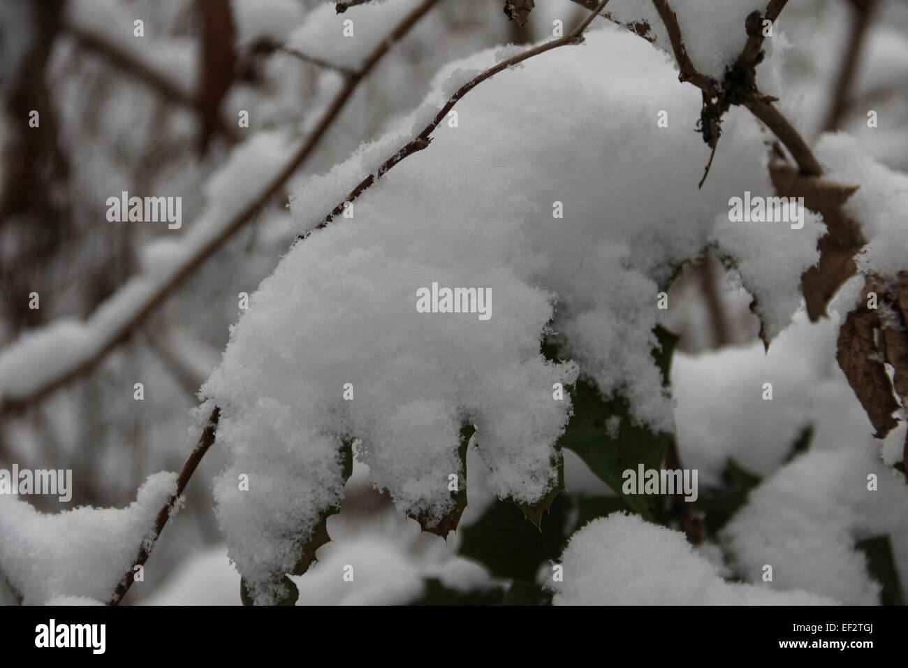 Coperta di neve fronde su un ramo su un inverno mattina dopo una nevicata fresca. Foto Stock