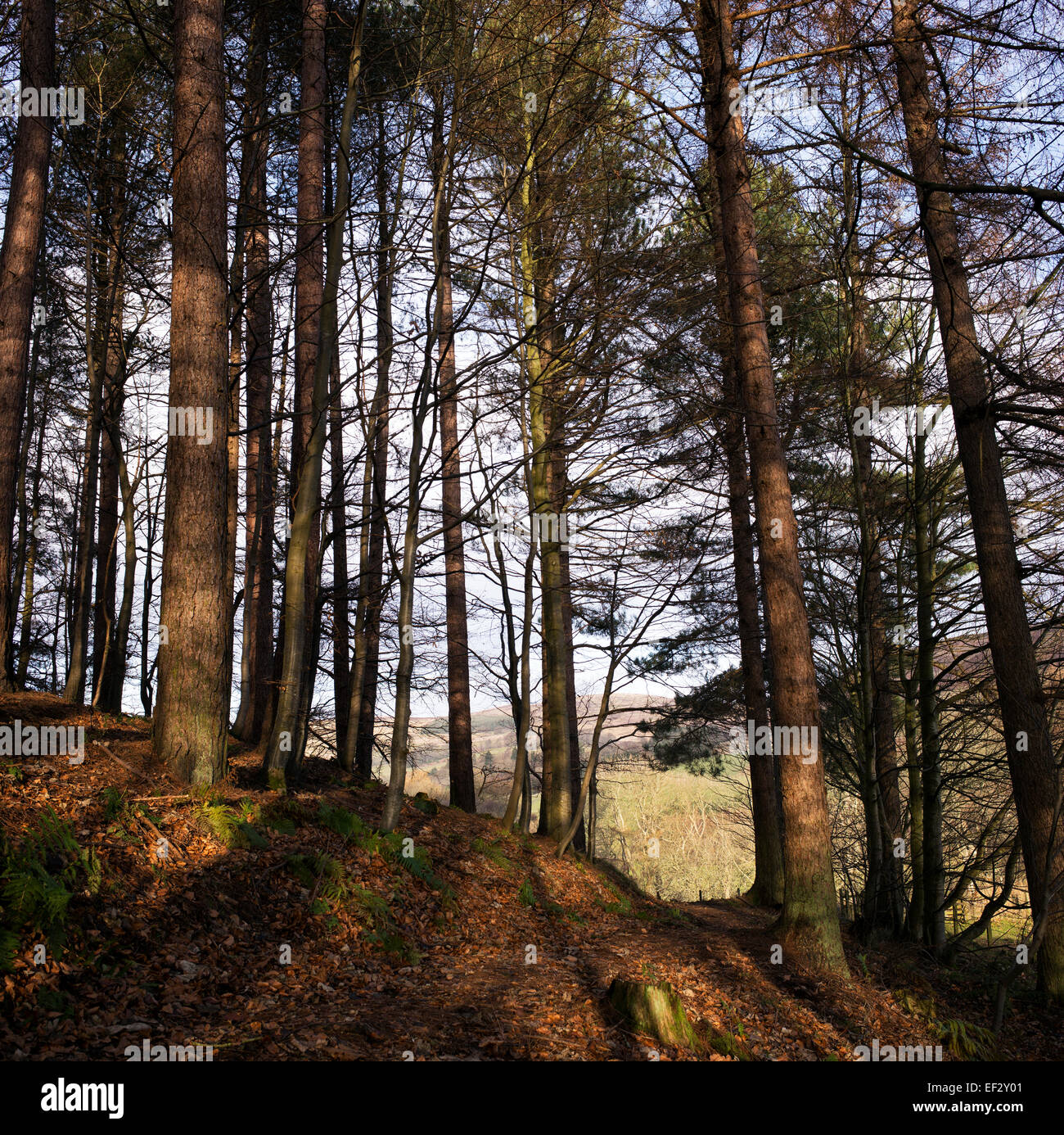 La luce del sole in pino Scozzese di alberi in inverno. Selkirkshire. Scozia Foto Stock