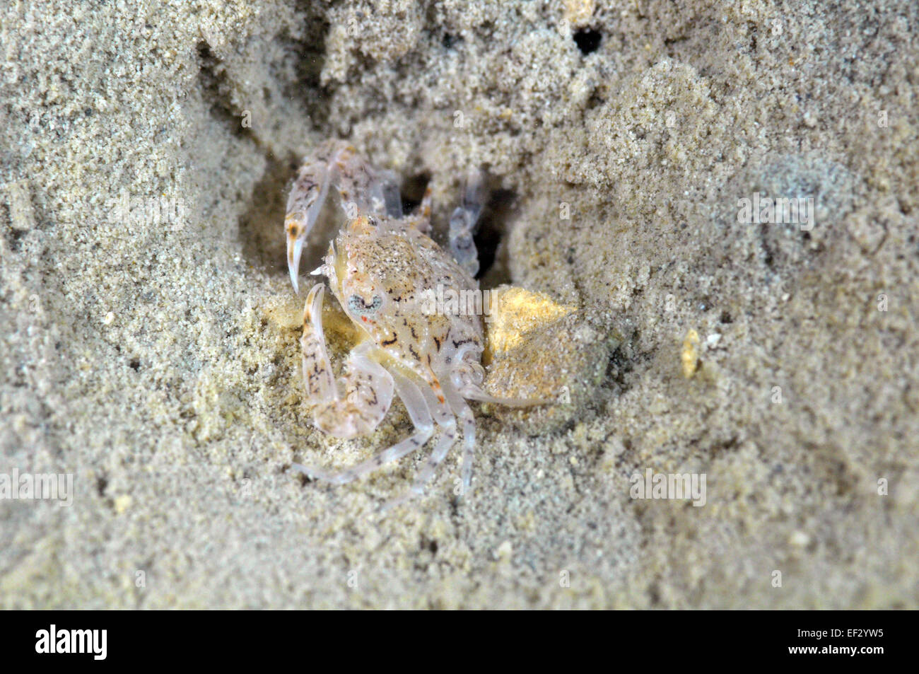 Blue-eyed rock granchio, affine Percnon, Kaneohe Bay, Oahu, Hawaii Foto Stock