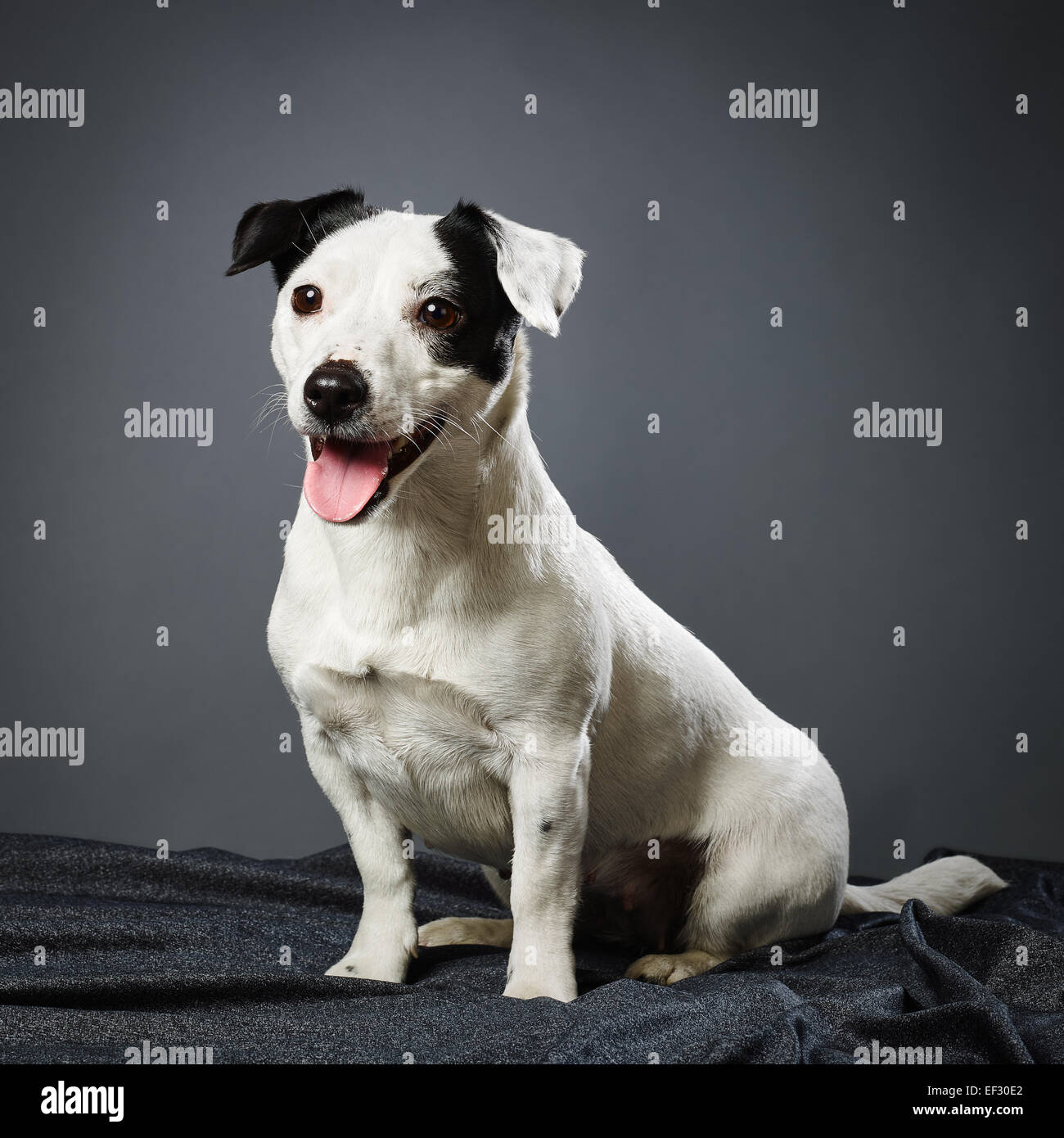 Carino adulto Jack Russell Terrier, quattro anni e mezzo, femmina - studio shot e lo sfondo grigio Foto Stock