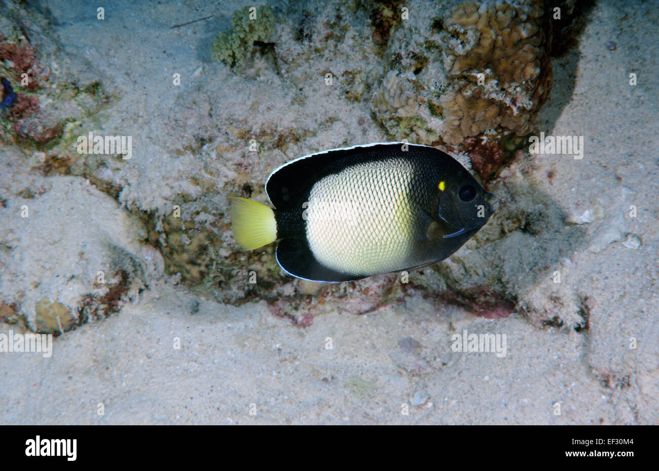 Mar Rosso angelfish, Apolemichthys xanthotis, Eilat, Mar Rosso, Israele Foto Stock