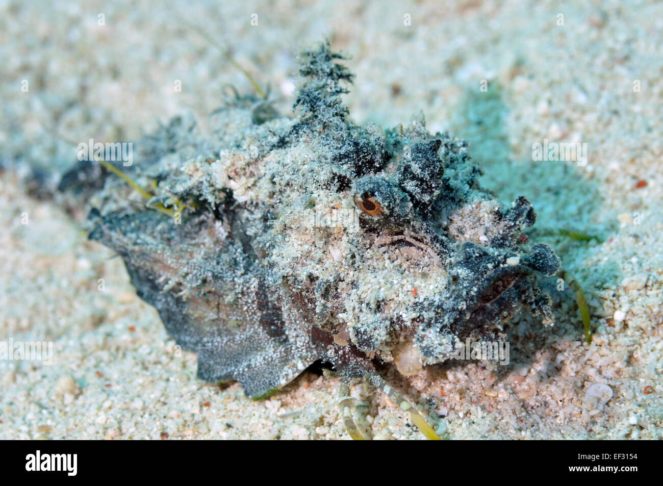 Filamented devilfish, Inimicus filamentosus, Eilat, Mar Rosso, Israele Foto Stock