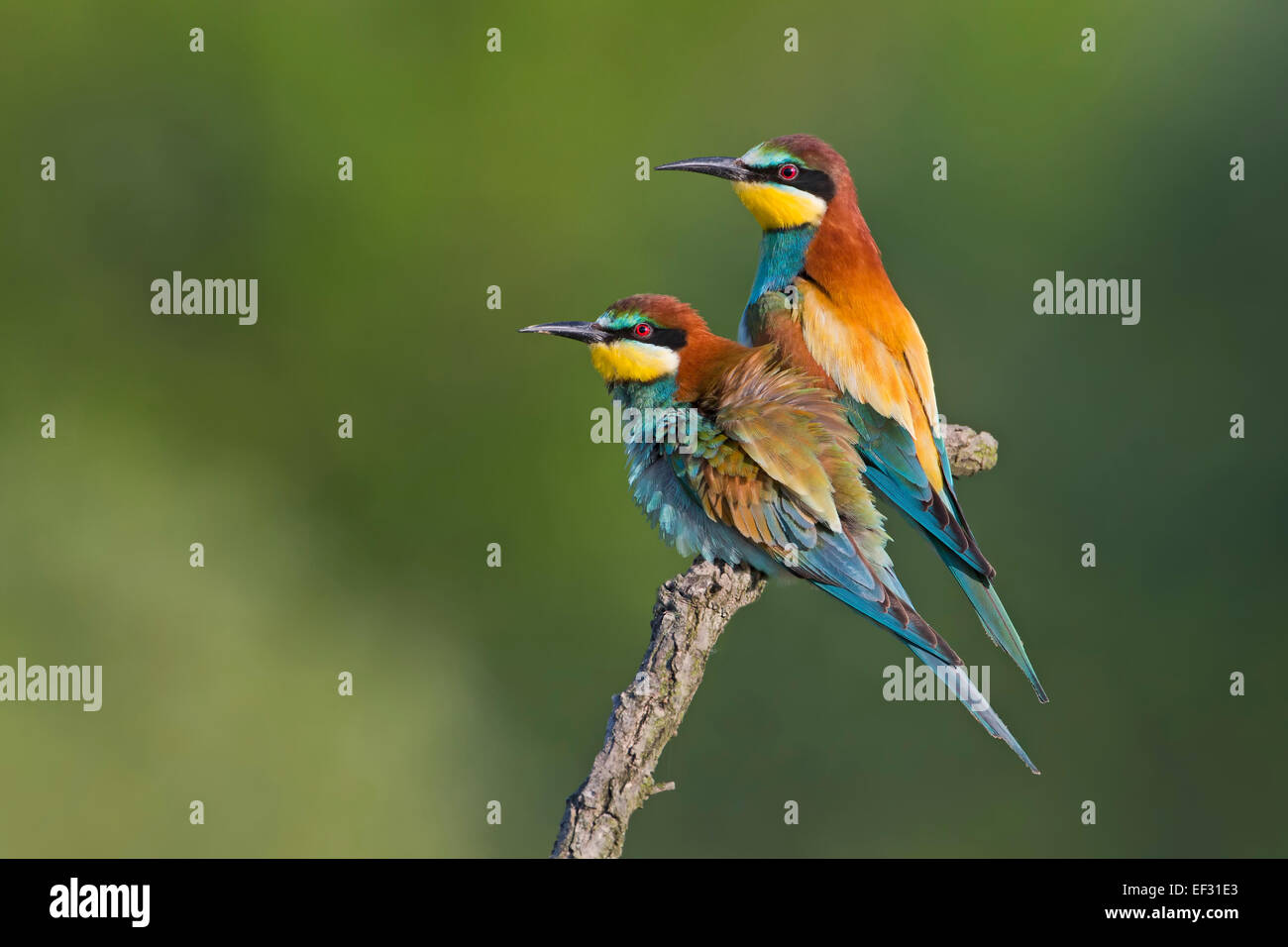 Gruccione (Merops apiaster), coppia, accoppiamento, Sassonia-Anhalt, Germania Foto Stock