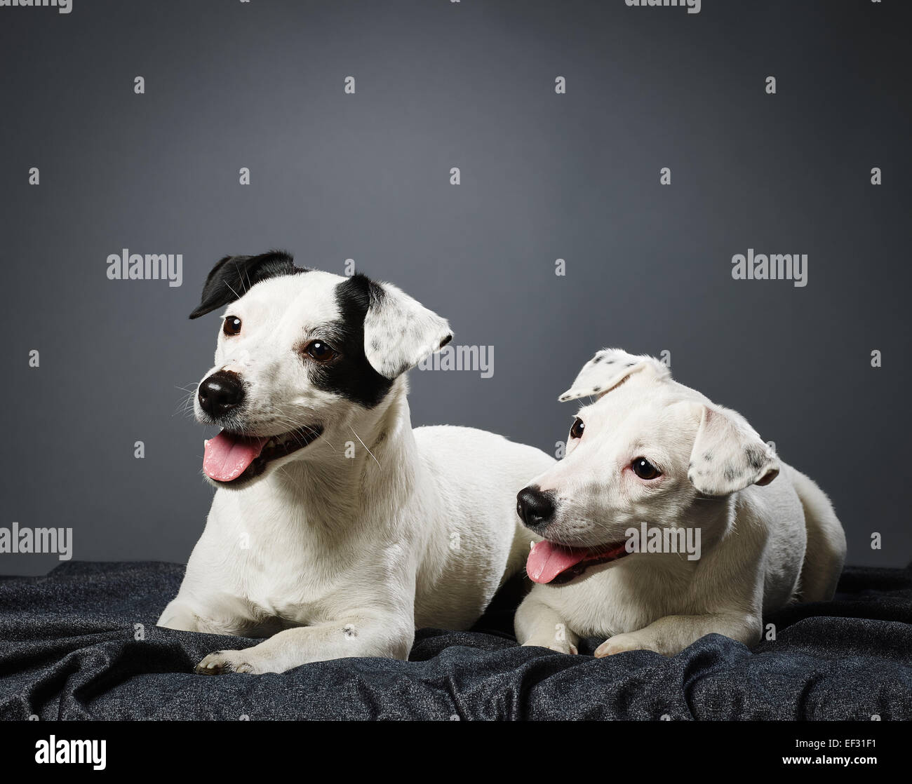 Carino Jack Russell Terrier, femmina adulta e cucciolo maschio insieme - studio shot e lo sfondo grigio Foto Stock