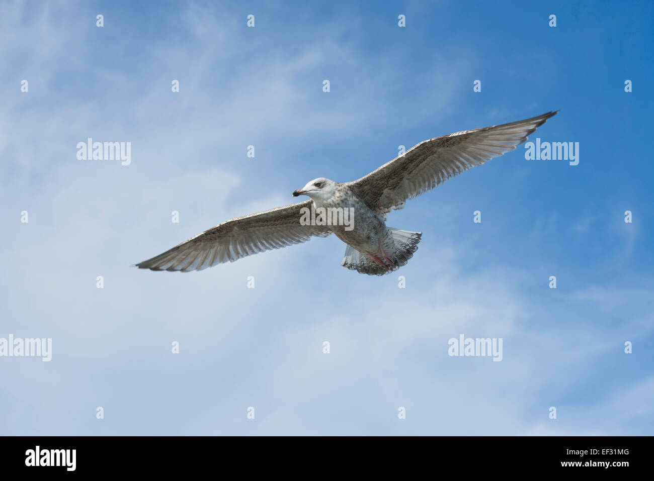 Aringa Gabbiano (Larus argentatus), capretti piumaggio, in volo, Meclemburgo-Pomerania Occidentale, Germania Foto Stock