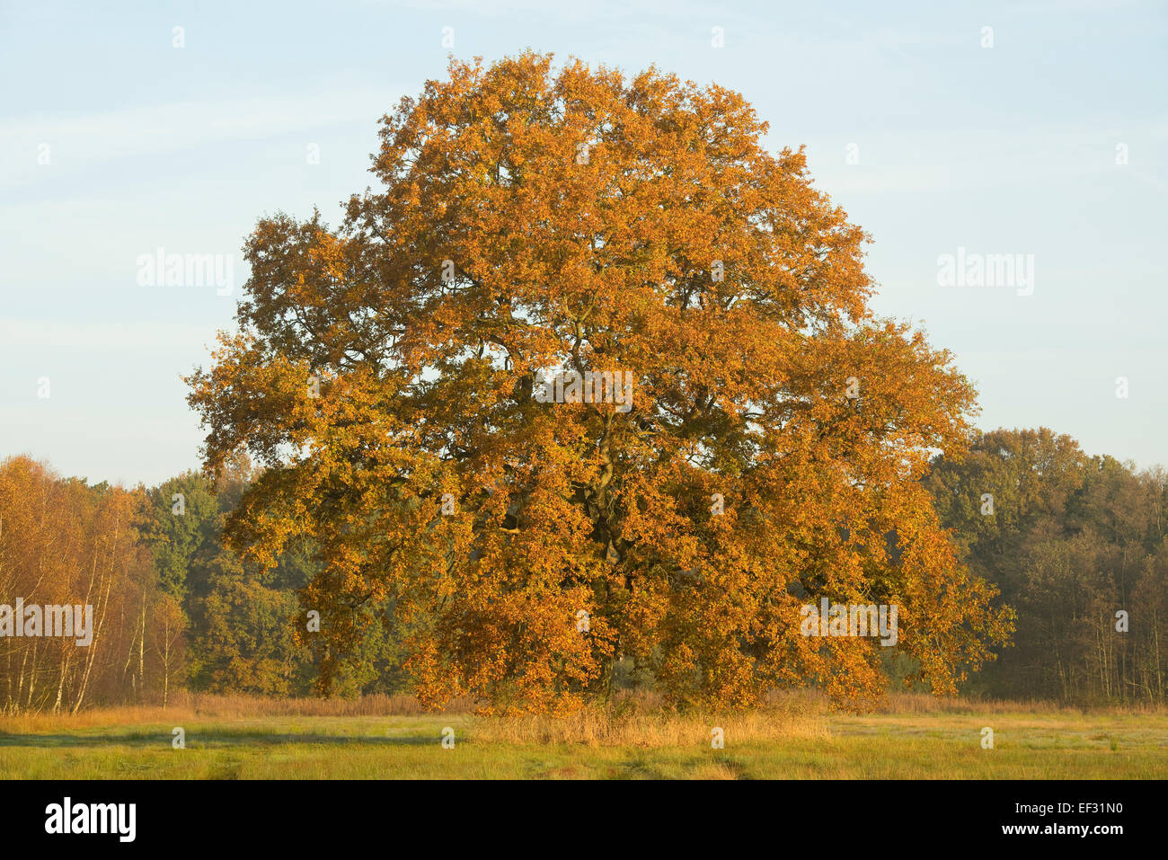 Solitario Farnia (Quercus robur) in autunno, in inizio di mattina di luce, Bassa Sassonia, Germania Foto Stock