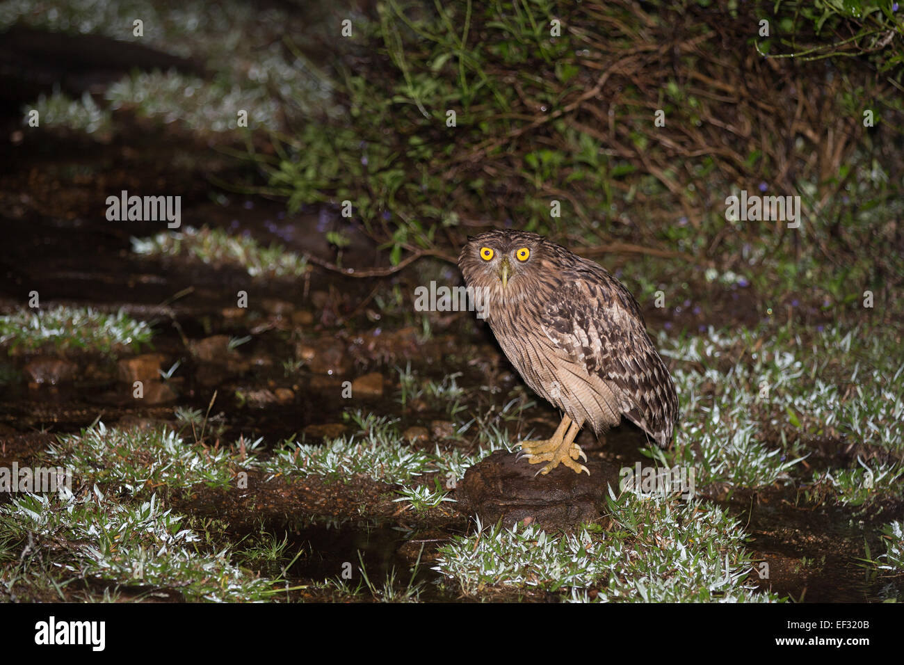 Brown pesce civetta (Bubo zeylonensis o Ketupa zeylonensis) Foto Stock