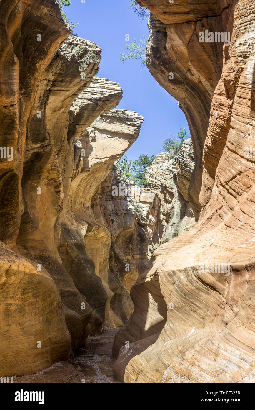 Sentiero escursionistico attraverso willis creek canyon, kanab, Utah, Stati Uniti Foto Stock