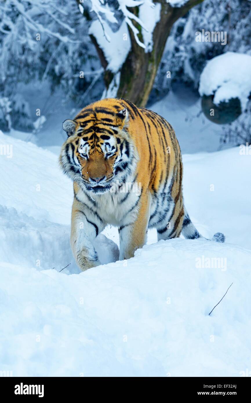 Tigre Siberiana o tigre di Amur (Panthera tigris altaica), nella neve profonda, captive, Svizzera Foto Stock