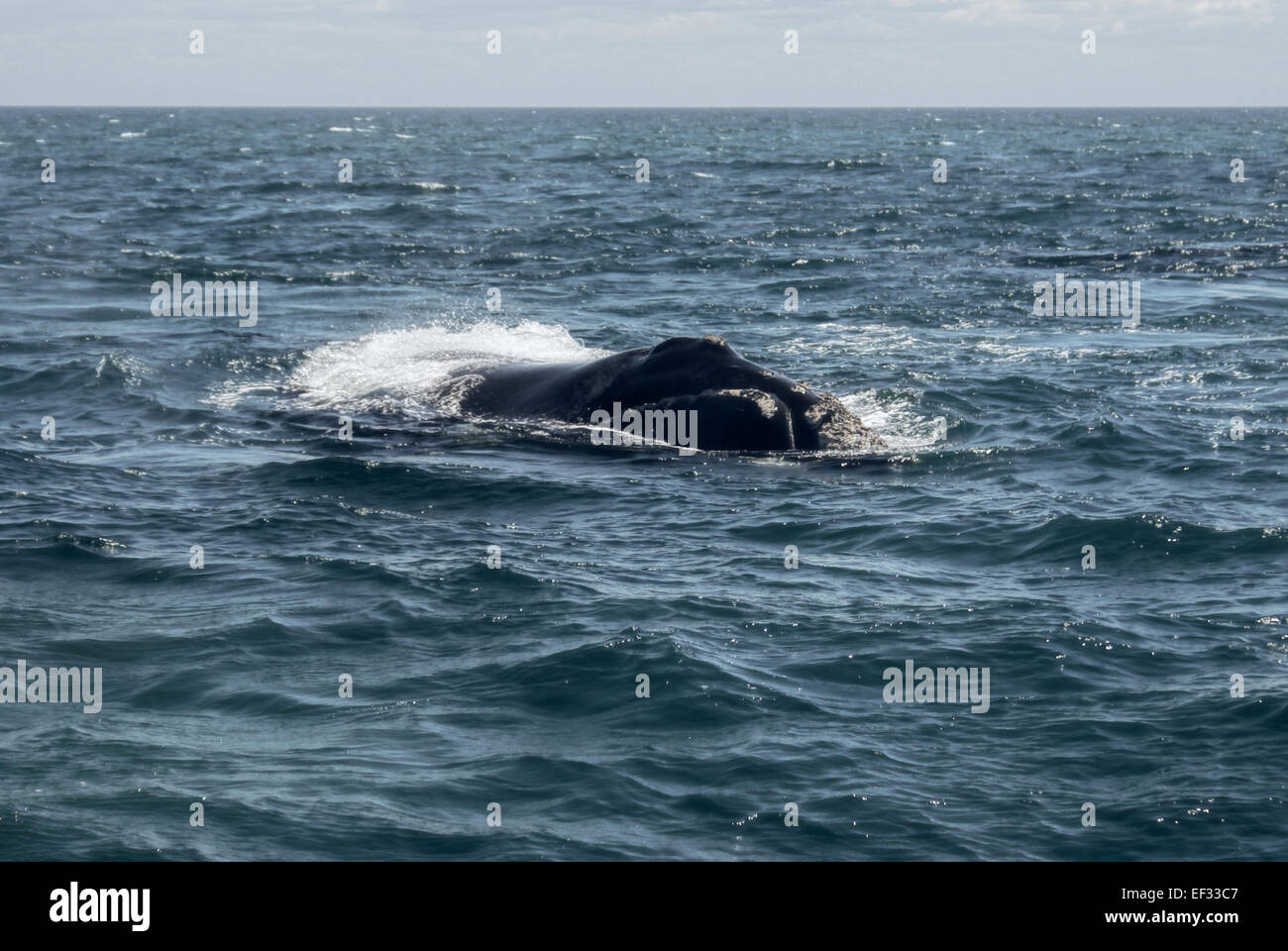 Lone whale nuoto al largo della costa argentina in Sud America Foto Stock