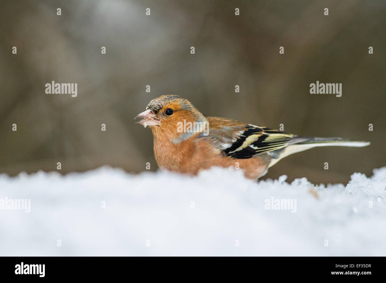 Maschio adulto fringuello in piedi nella neve. Foto Stock
