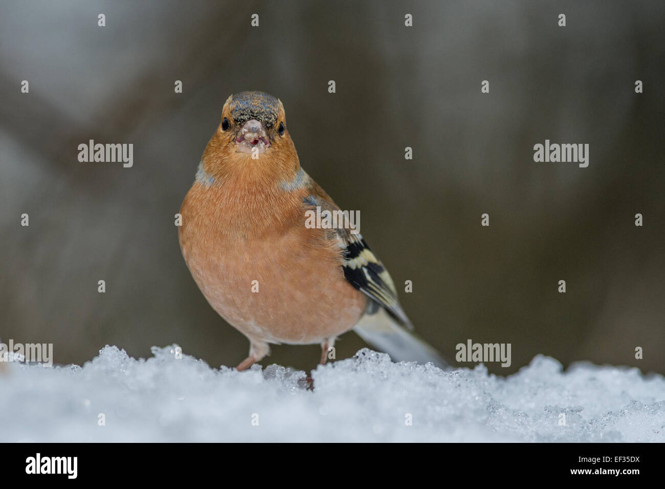 Maschio adulto fringuello in piedi nella neve. Foto Stock