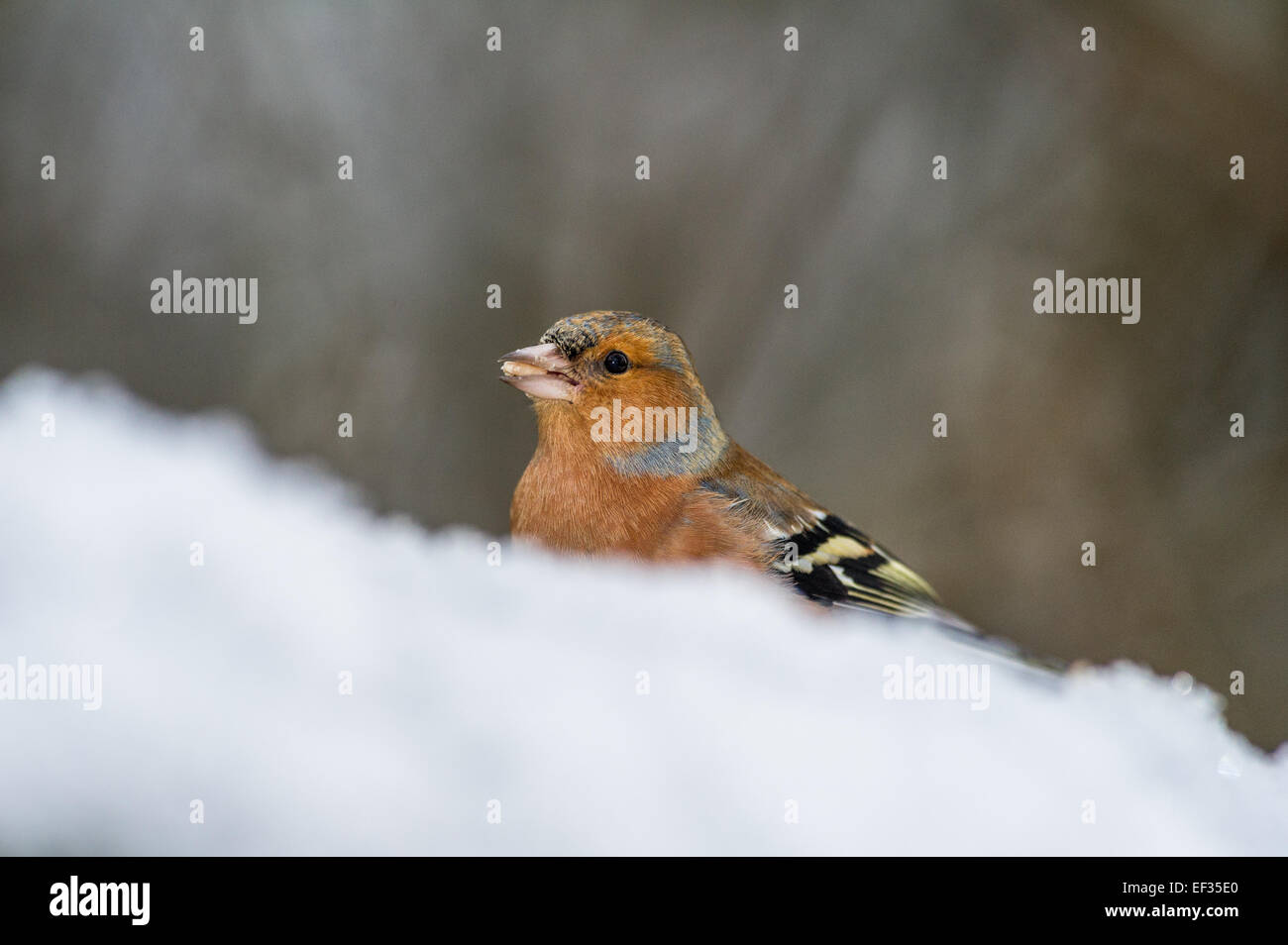 Maschio adulto fringuello in piedi nella neve. Foto Stock